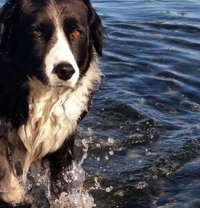 Dylan Thomas, Border Collie in ocean, Conversations Live with Vicki St. Clair